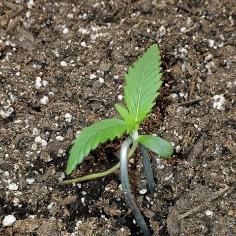 Lofty Moose growlog timeline photo