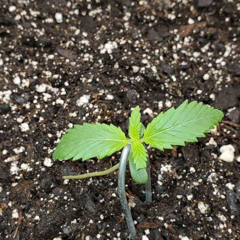 Lofty Moose growlog timeline photo