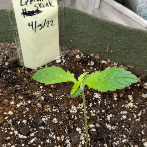 Liz Lemon growlog timeline photo