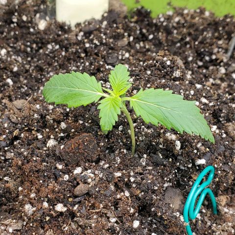Lofty Moose growlog timeline photo