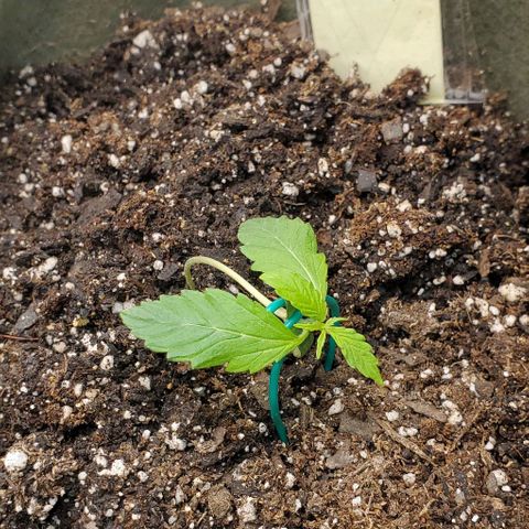 Liz Lemon growlog timeline photo