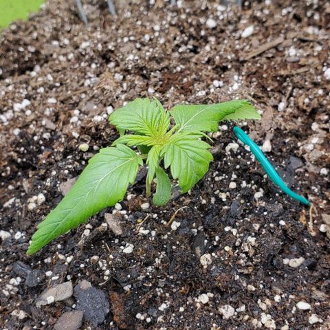 Lofty Moose growlog timeline photo