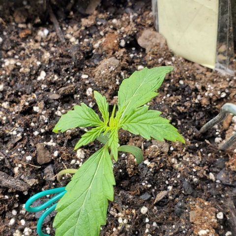 Liz Lemon growlog timeline photo