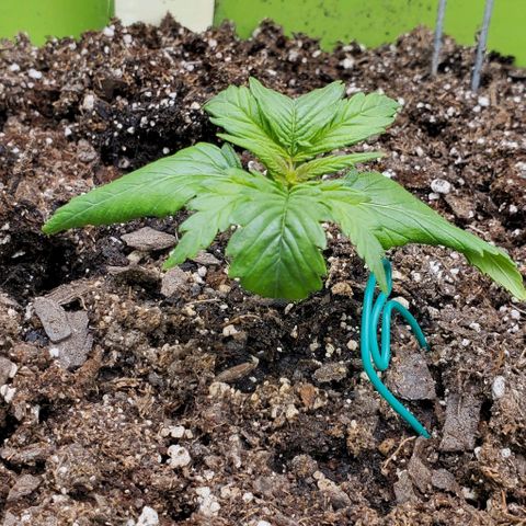 Lofty Moose growlog photo: That curling? That's what we call over watering. Yiiikes, dumb me. 
The purpling of the stems is likely light burn, and that tracks, I oversaturated them at 100% overnight the last couple nights. 