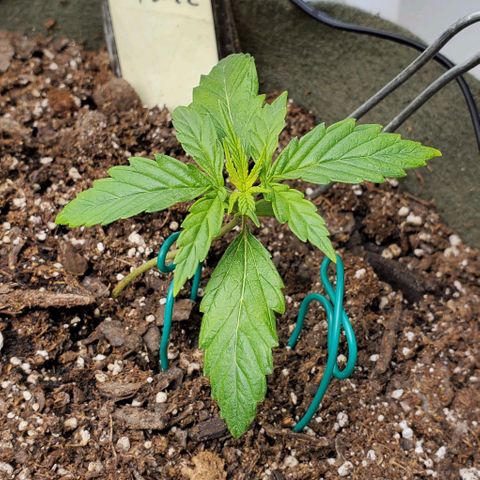 Liz Lemon growlog photo: Liz is just, eager to grow, I guess. 