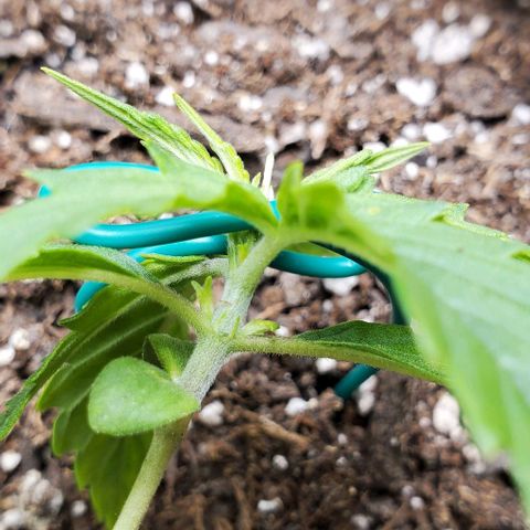 Liz Lemon growlog photo: Tied down between 2 and 3 node to promote branch growth