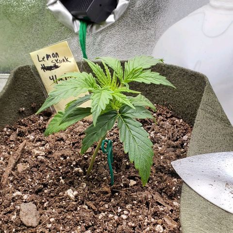 Liz Lemon growlog timeline photo