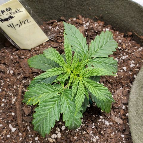 Liz Lemon growlog timeline photo
