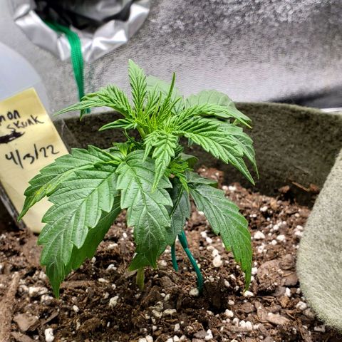 Liz Lemon growlog timeline photo