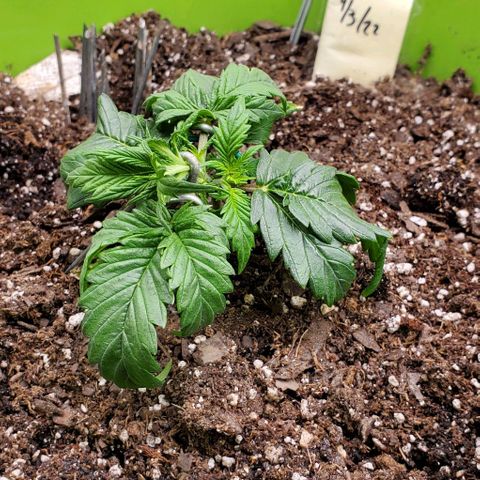 Lofty Moose growlog timeline photo