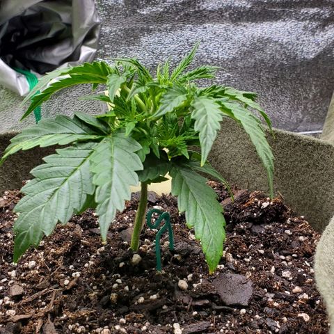 Liz Lemon growlog timeline photo