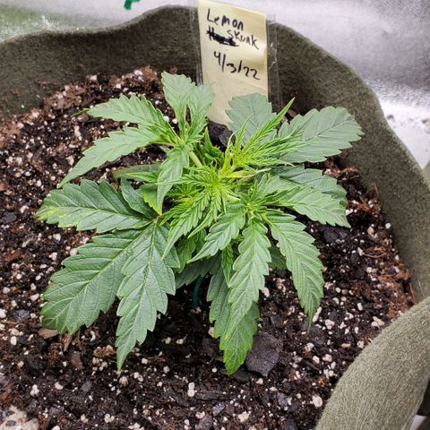 Liz Lemon growlog timeline photo