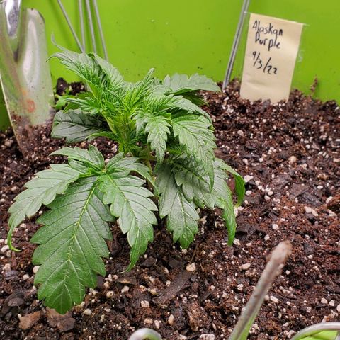 Lofty Moose growlog timeline photo