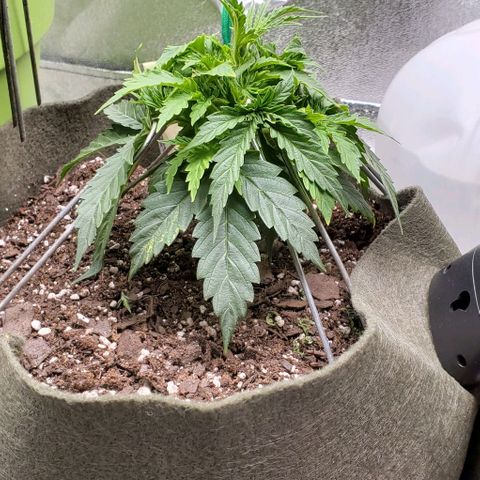 Liz Lemon growlog timeline photo