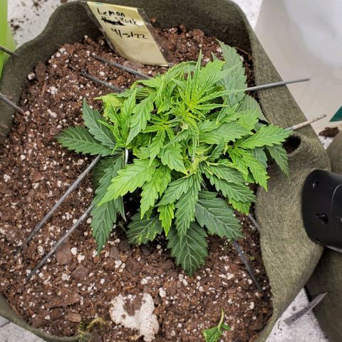 Liz Lemon growlog timeline photo