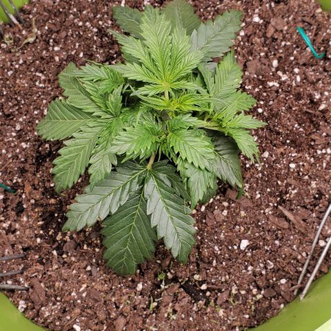 Lofty Moose growlog timeline photo