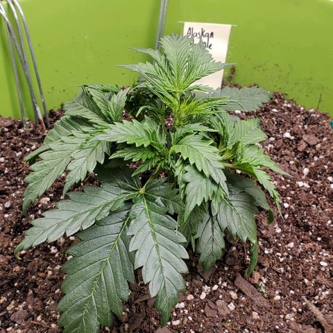 Lofty Moose growlog timeline photo