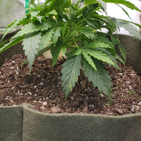 Liz Lemon growlog timeline photo