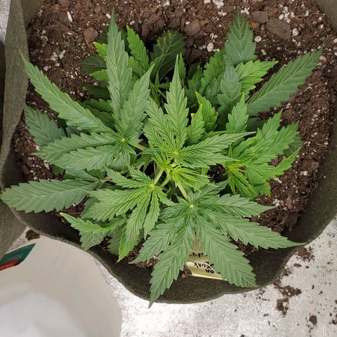 Liz Lemon growlog timeline photo