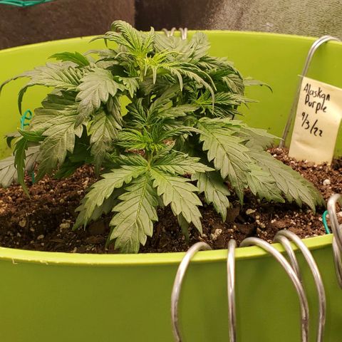 Lofty Moose growlog timeline photo