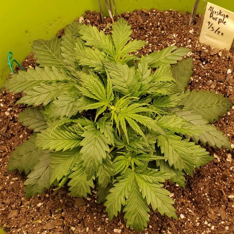 Lofty Moose growlog timeline photo