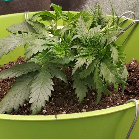 Lofty Moose growlog timeline photo