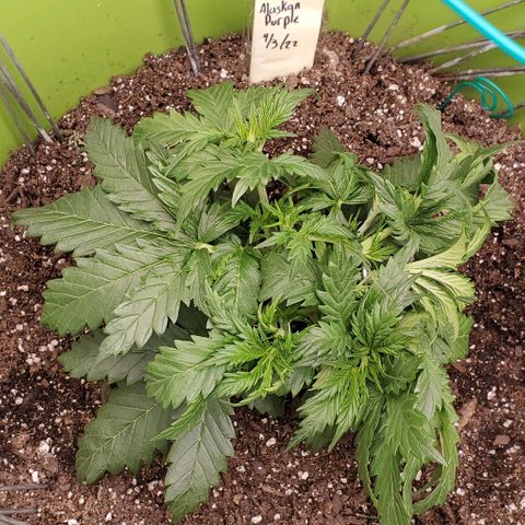 Lofty Moose growlog timeline photo