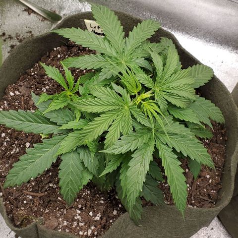 Liz Lemon growlog timeline photo