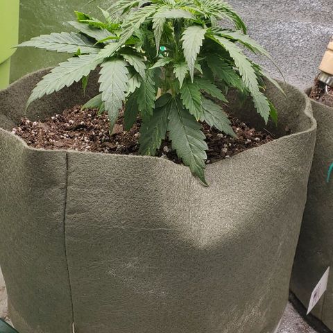 Liz Lemon growlog timeline photo