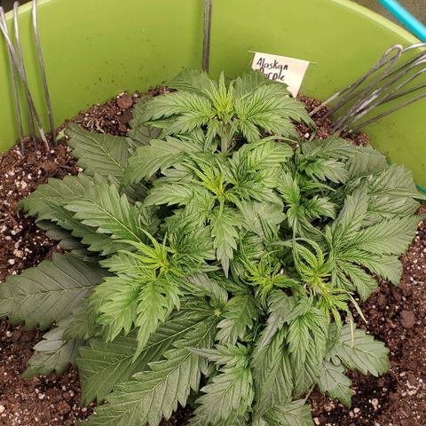 Lofty Moose growlog timeline photo