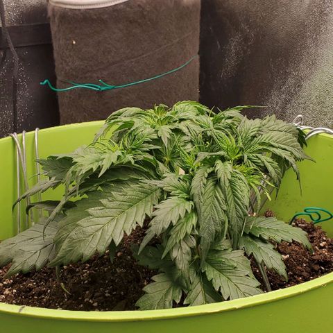 Lofty Moose growlog timeline photo