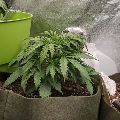 Liz Lemon growlog timeline photo