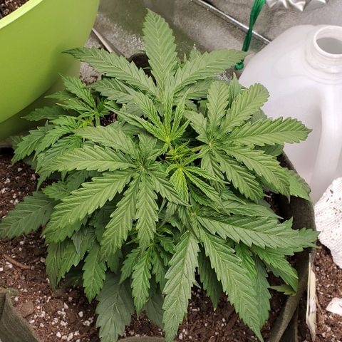 Liz Lemon growlog timeline photo