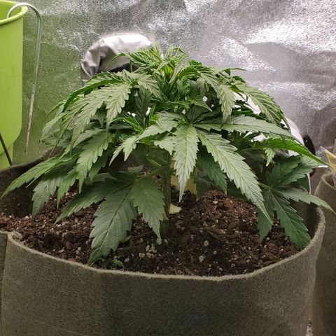 Liz Lemon growlog timeline photo