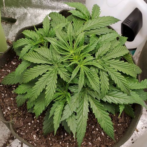 Liz Lemon growlog timeline photo