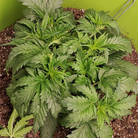 Lofty Moose growlog timeline photo