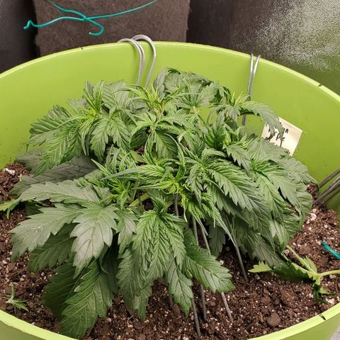 Lofty Moose growlog timeline photo