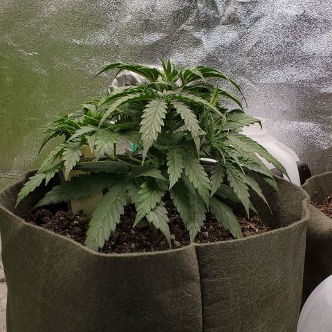 Liz Lemon growlog timeline photo