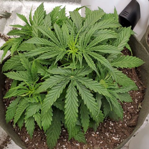 Liz Lemon growlog timeline photo