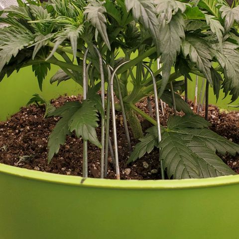 Lofty Moose growlog timeline photo