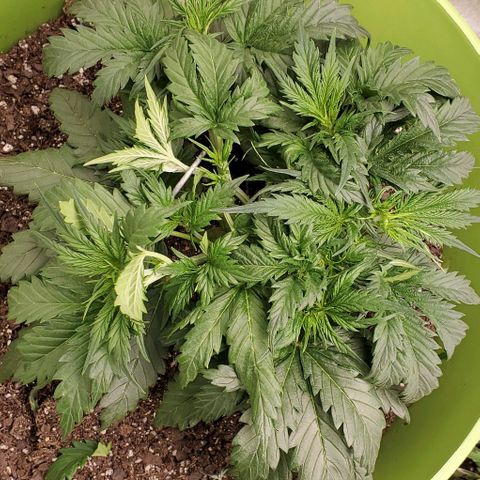 Lofty Moose growlog timeline photo