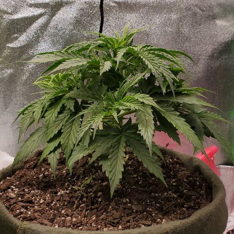 Liz Lemon growlog timeline photo