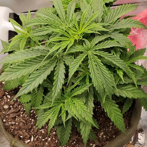 Liz Lemon growlog timeline photo