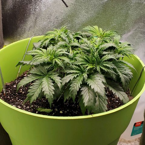 Lofty Moose growlog timeline photo