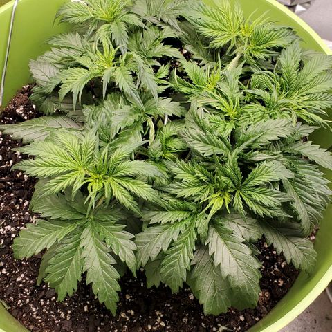 Lofty Moose growlog timeline photo