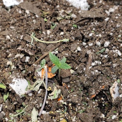 Princess Peach growlog timeline photo