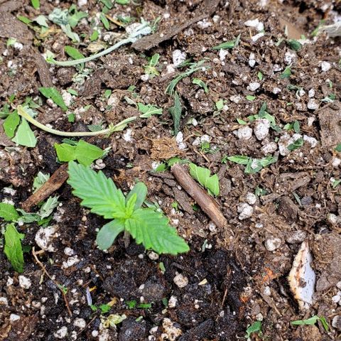 Princess Peach growlog timeline photo