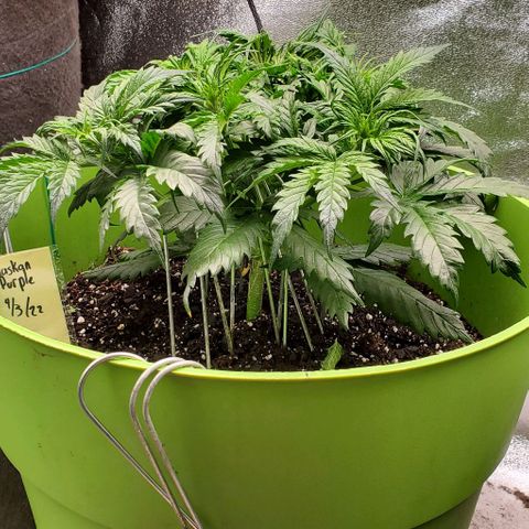 Lofty Moose growlog timeline photo