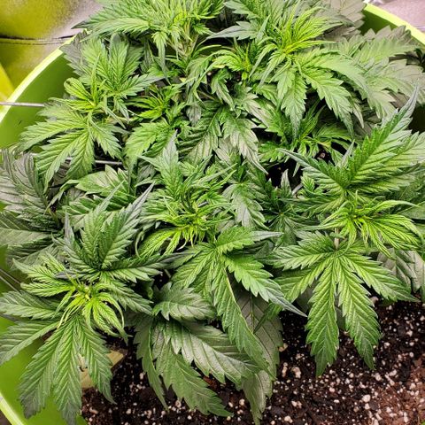 Lofty Moose growlog timeline photo