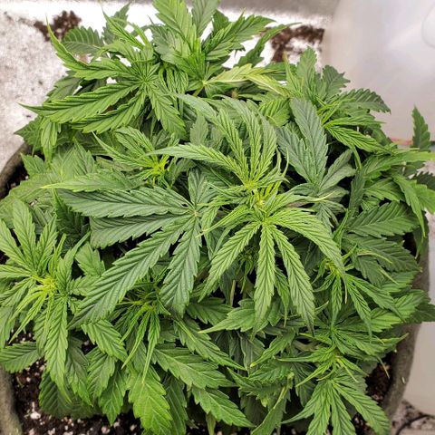 Liz Lemon growlog timeline photo